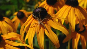 Black Eyed Susan