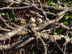 Wild Turkey Eggs this Spring